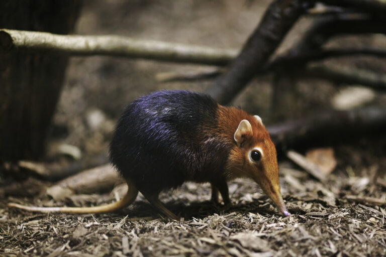 The Rediscovery of the Somalian Sengi